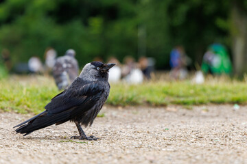 A black corvid crow standing on a gravel path