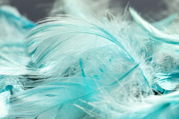 Blue delicate feathers, full frame closeup background