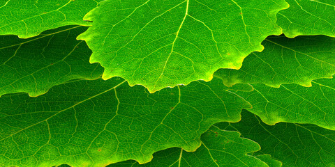 close up of green leaf. 3d illustration