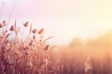 Sunset in the meadow with wild grasses. Nature background
