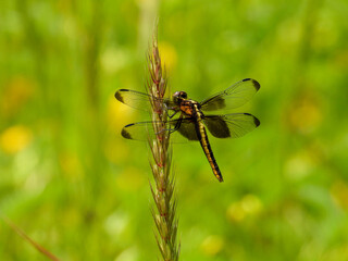 Widow Skimmer