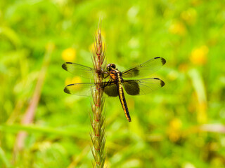 Widow Skimmer
