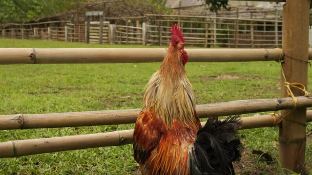 Chickens and cocks eating grains. Farm animals on a grass field 4k footage. Thailand.