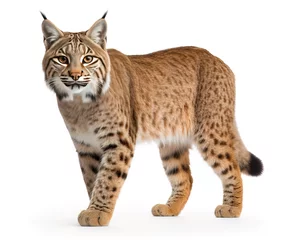 Crédence en verre imprimé Lynx lynx in front of white background