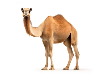 Fotobehang camel isolated on white © Andrey