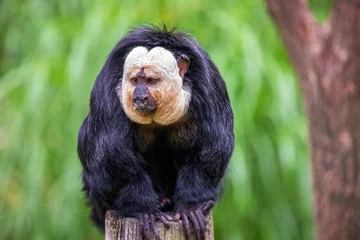 Keuken spatwand met foto Portrait of male white-faced saki, golden-faced saki monkey © veroja