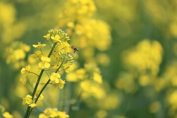 close up of a blooming rapeseed