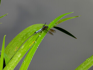 Blue Dasher Skimmer Dragonfly