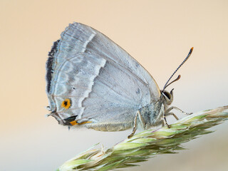 Seitliche Nahaufnahme von einen Eichenzipfelfalter (Favonius quercus) der auf einen geneigten Grashalm sitzt.