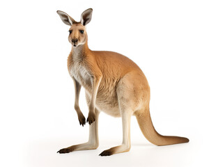 kangaroo  - obrazy, fototapety, plakaty