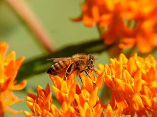 Western Honey Bee