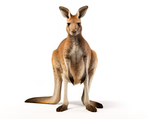 Fototapeta premium kangaroo 