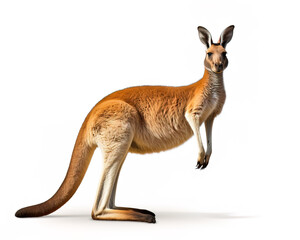 Naklejka na ściany i meble kangaroo 