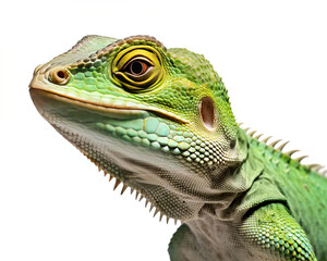 Fototapeta premium Lizard isolated on white