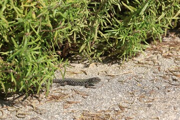close up of a wall lizard