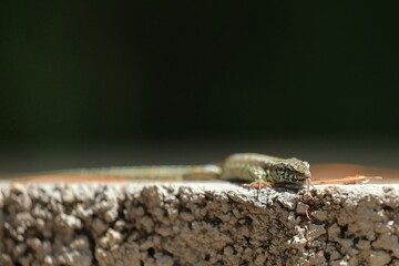 close up of a wall lizard
