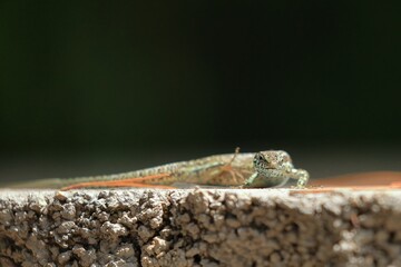 close up of a wall lizard
