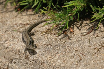 close up of a wall lizard