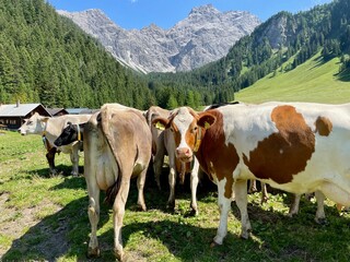 Fototapeta na wymiar Cows on meadow in Nenzinger Himmel, Vorarlberg, Austria.