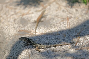 close up of a wall lizard on cres island