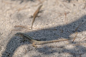 close up of a wall lizard on cres island