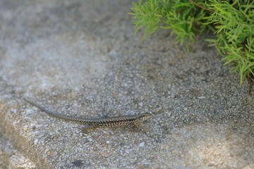 close up of a wall lizard on cres island