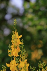 close up of a yellow blooming broom