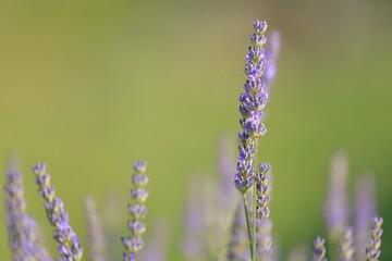 blooming lavender on cres island