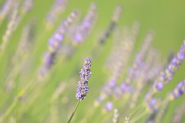 blooming lavender on cres island