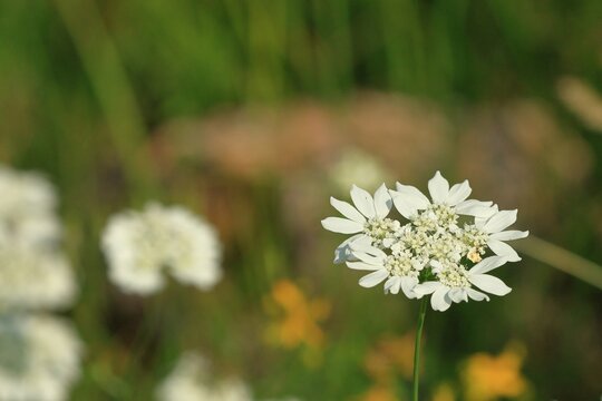 close up of a blooming orlaya grandiflora on cres island