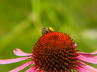 Sunflower bee on a sunflower