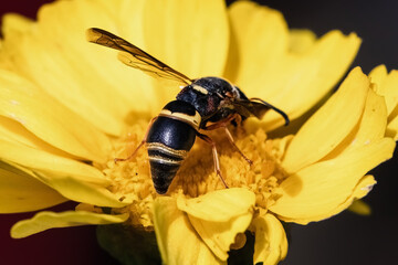 Close up of a black and yellow Potter Mason Wasp feeding on a yellow garland daisy flower. Long Island, New York, USA. 