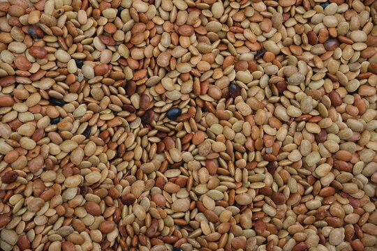 horse gram seeds pulses food ,towp down view