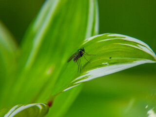 Long-legged fly