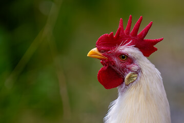 Leghorn chicken - young rooster © JanFrode