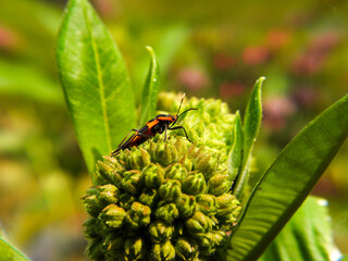 Large milkweed bug on plant