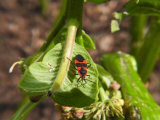 Large milkweed bug on leaf