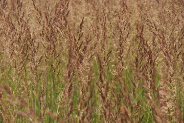 mature grass seed close up