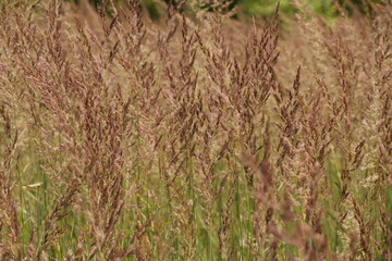 mature grass seed close up