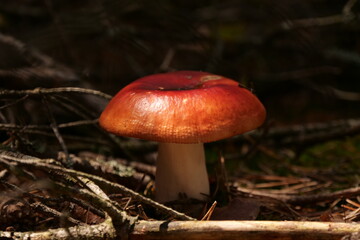 Red Mushroom Growing In The Forest 