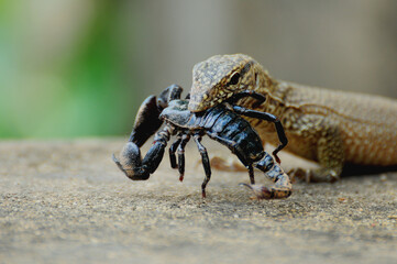 Iguana killed a scorpion and carrying to eat leisurely.