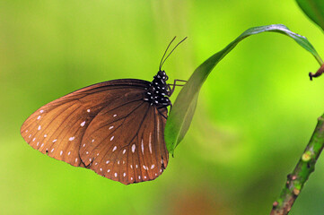 Fototapeta na wymiar Brown colored butterfly perched on a leaf.