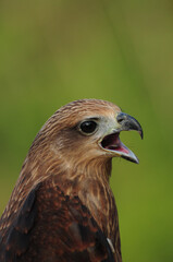 Eagle with mouth open in a green background.