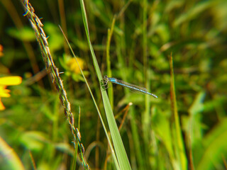 Familiar bluet narrow-winged damselfly dragonfly
