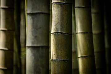 Green beautiful bamboo background