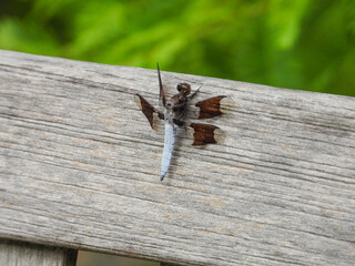 Common whitetail skimmer dragonfly on bench