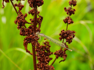 Common blue damselfly dragonfly on plant