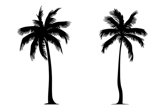 Set of two Palm tree silhouette. Vector illustration