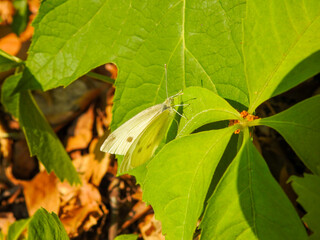 Cabbage white butterfly on leaf