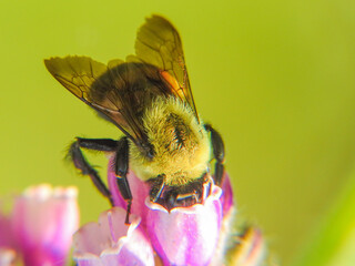 Bumblebee on flower